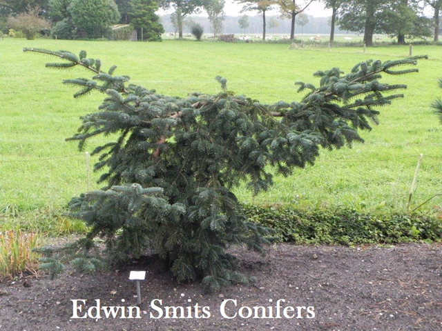 Abies borisii-regis 'Pendula'