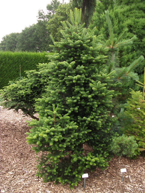 Abies cephalonica 'Minitip'