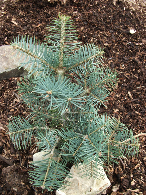 Abies concolor 'Compacta'