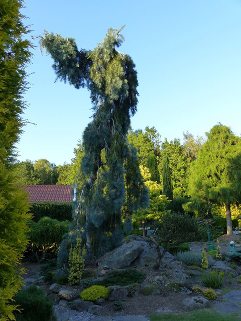 Abies concolor 'Fagerhult'