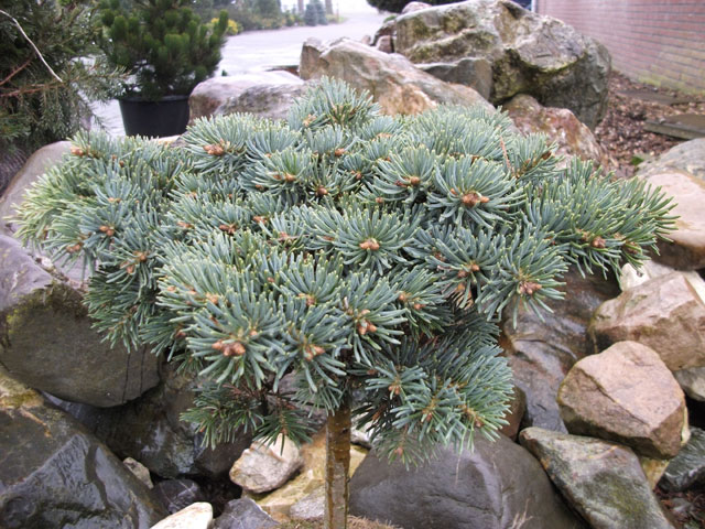 Abies concolor 'Piggelmee' (Pigglemee)