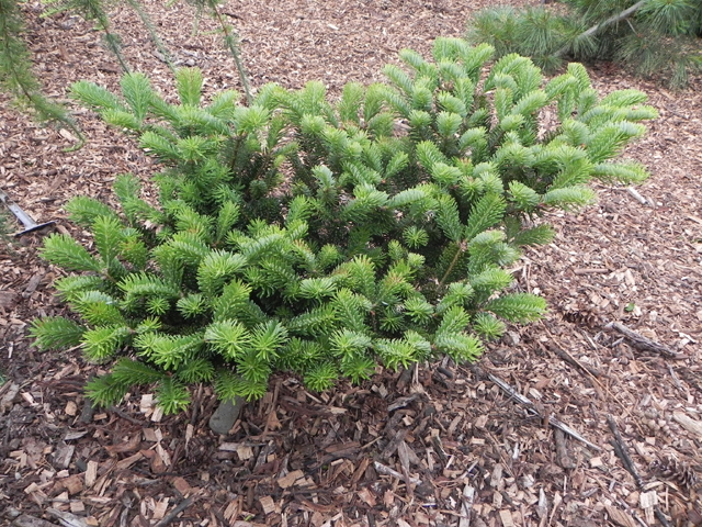 Abies delavayi 'Nana'