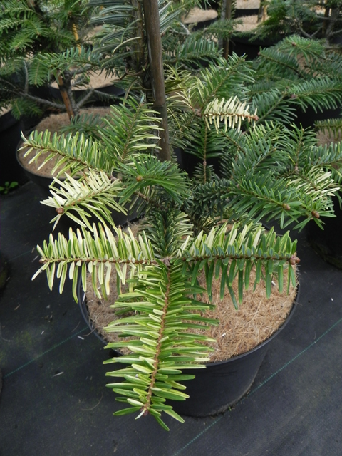 Abies delavayi 'Variegated'