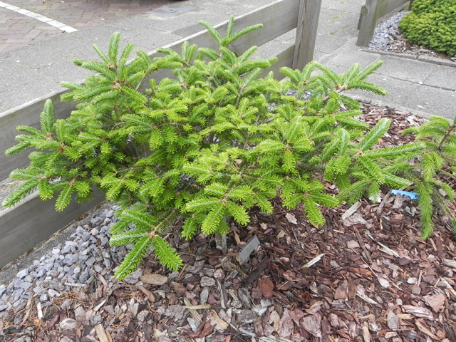 Abies fraseri 'Ford W.B.'