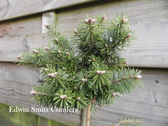 Abies homolepis 'Danu'