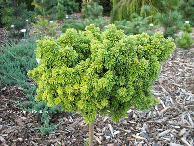 Abies homolepis 'Havel'