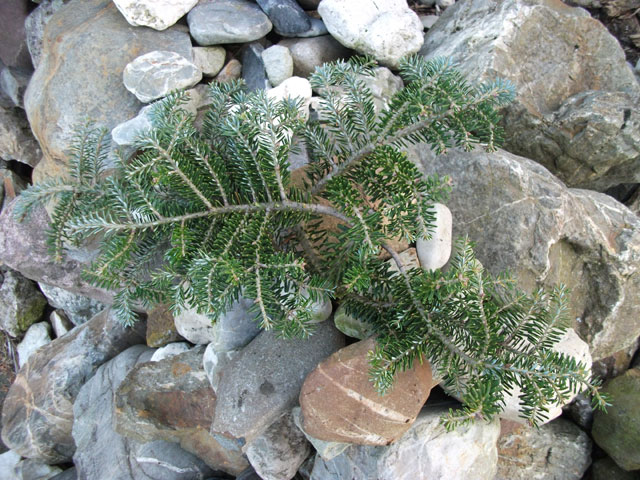 Abies koreana 'Grne Spinne'