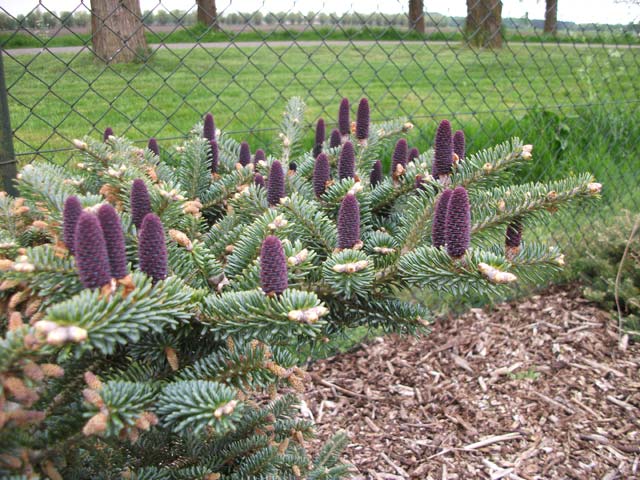 Abies koreana 'Blue Emperor'