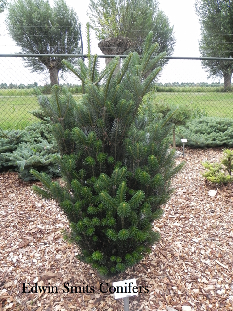 Abies koreana 'Fastigiata'