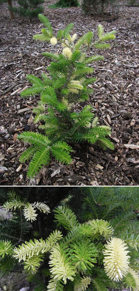 Abies koreana 'Filip's Snowpearls'