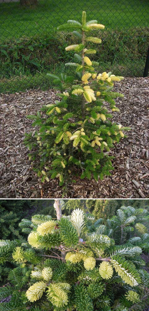 Abies koreana 'Gelbbunt' ('Ara', Grngelb, Variegata)