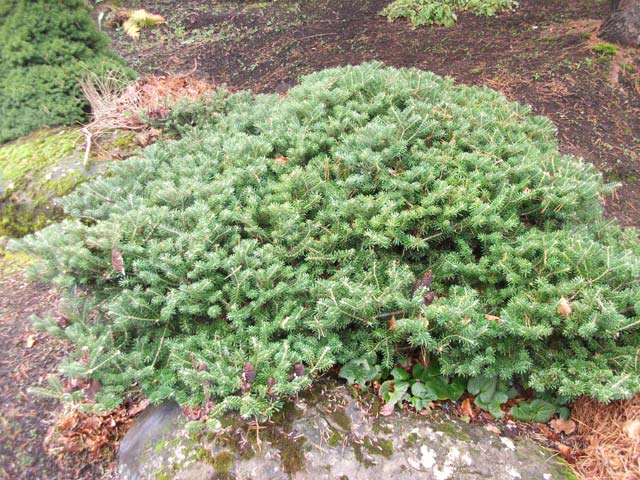 Abies koreana 'Green Carpet'