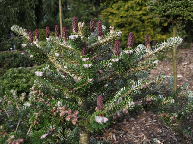 Abies koreana 'Knospenknigin'