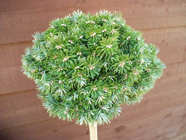 Abies koreana 'Kohout Hexe'