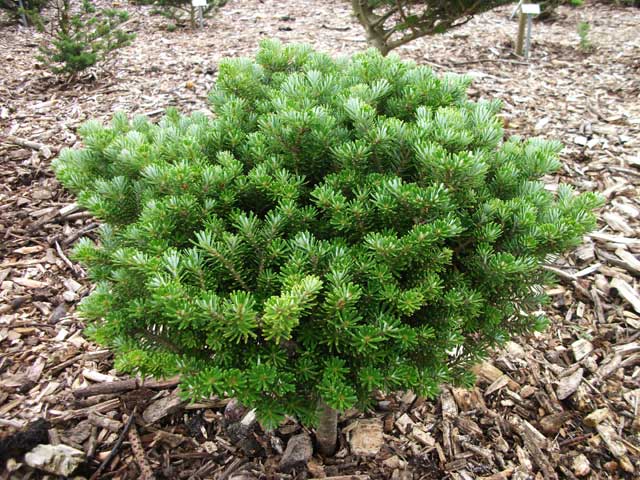 Abies koreana 'Ottostrasse'