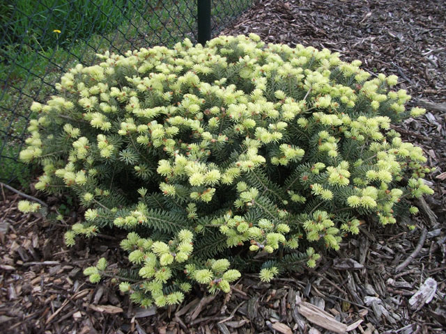 Abies koreana 'Schwedenknig'