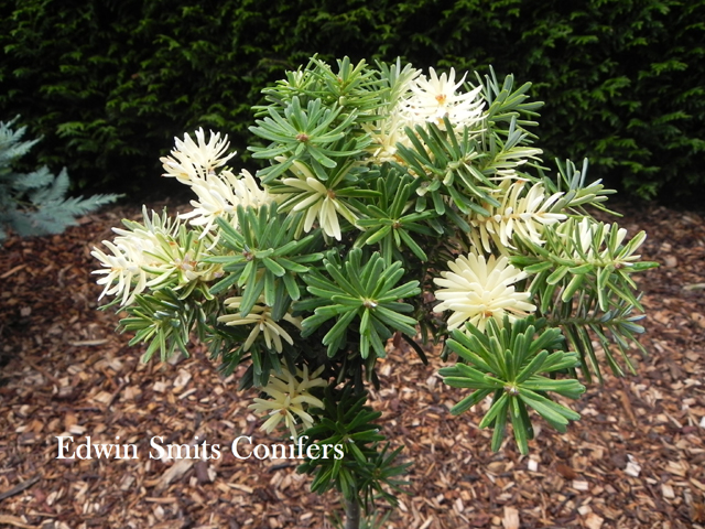 Abies koreana 'Shirley'