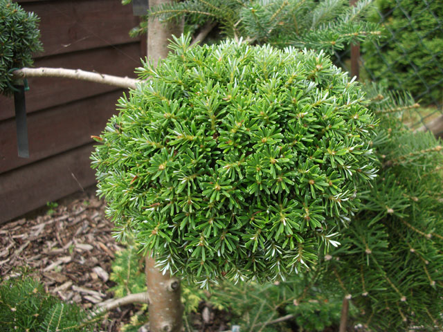 Abies koreana 'Silberkugel'