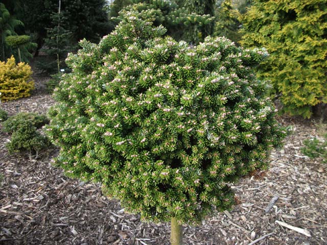 Abies koreana 'Silberperle' (Hexenbesen Horstmann, 'Silver Mavers', 'Silberkrger', 'Silberzwerg')