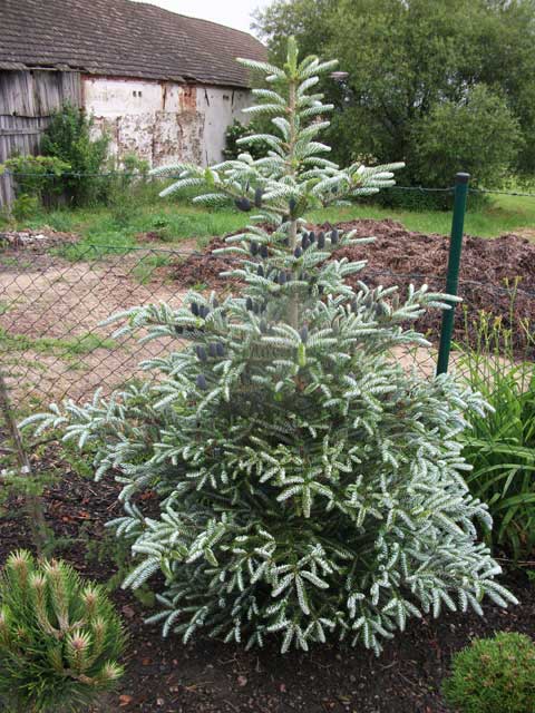 Abies koreana 'Silver Show'