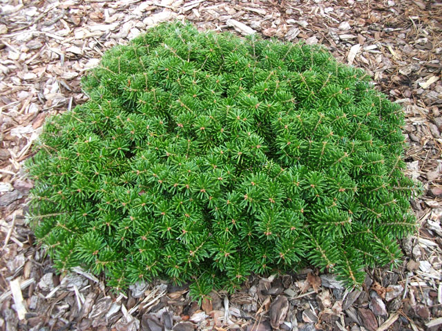 Abies koreana 'Tundra (Little Gem)