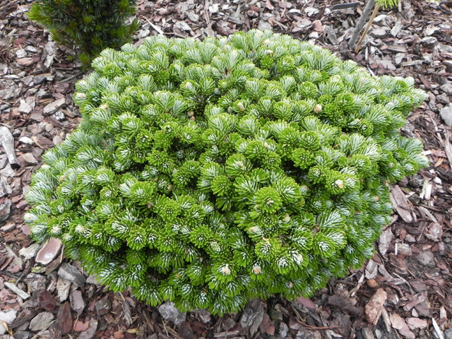 Abies koreana 'Wellenseind'