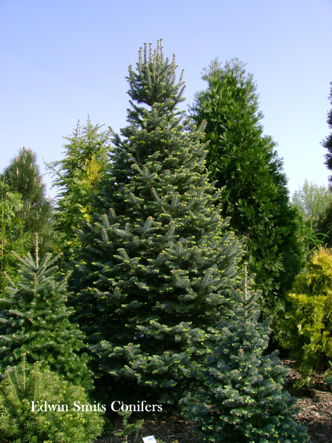 Abies lasiocarpa 'Argentea'