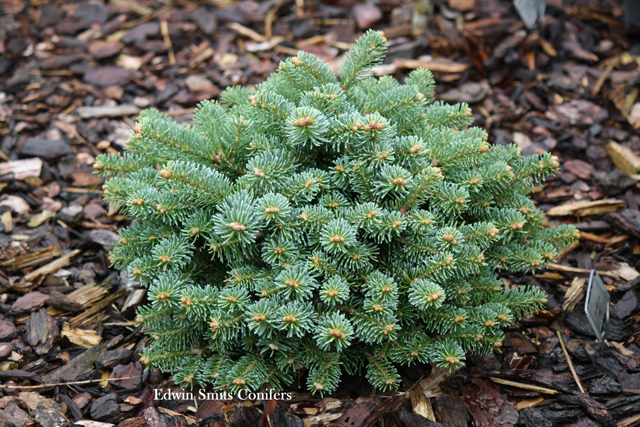 Abies lasiocarpa 'Jrg'