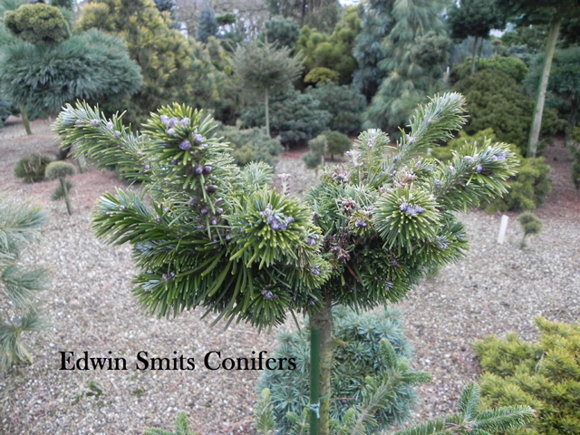 Abies nephrolepis 'Nadia'