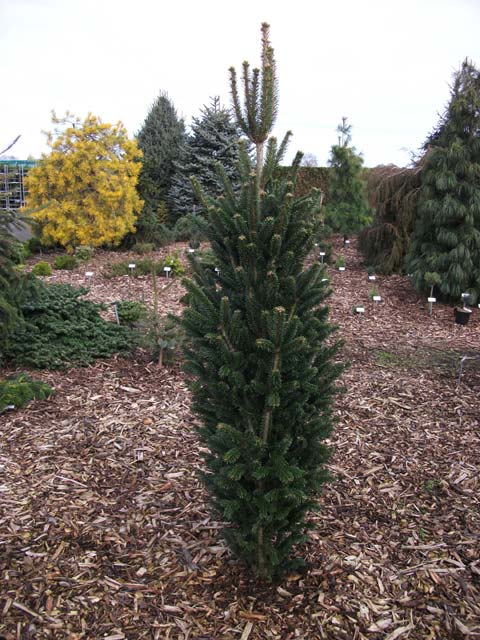 Abies nordmanniana 'Filips Perfect Column'