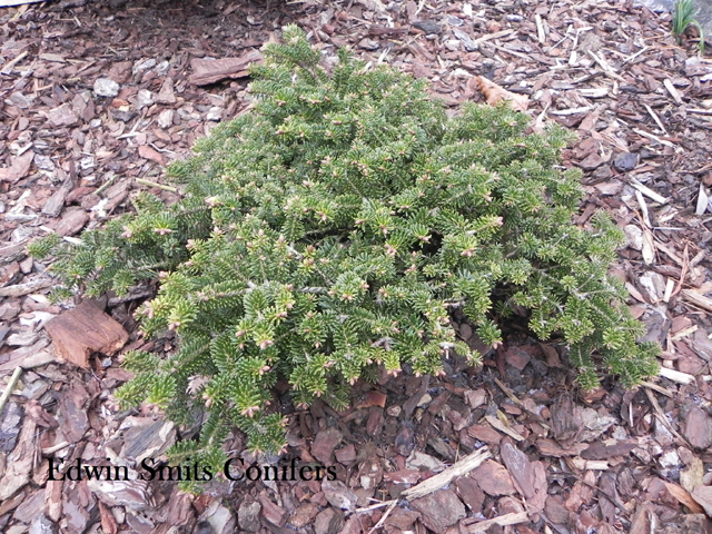 Abies numidica 'Lawrenceville W.B.'