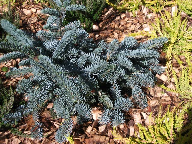 Abies procera 'Glauca Prostrata'