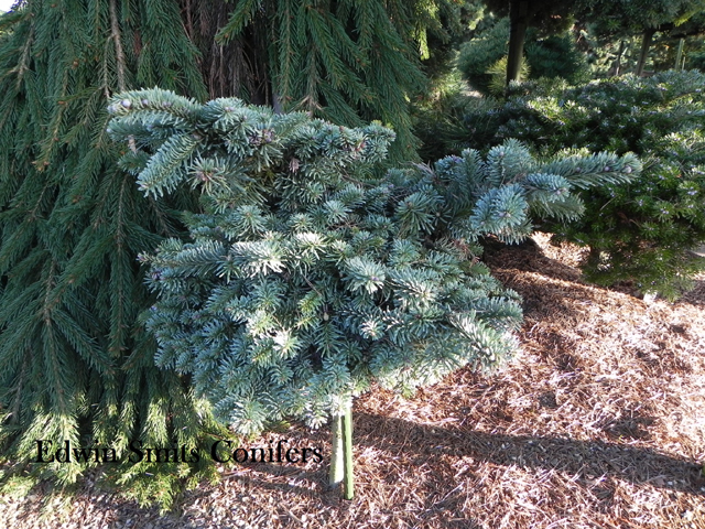 Abies procera 'Siskiyou'