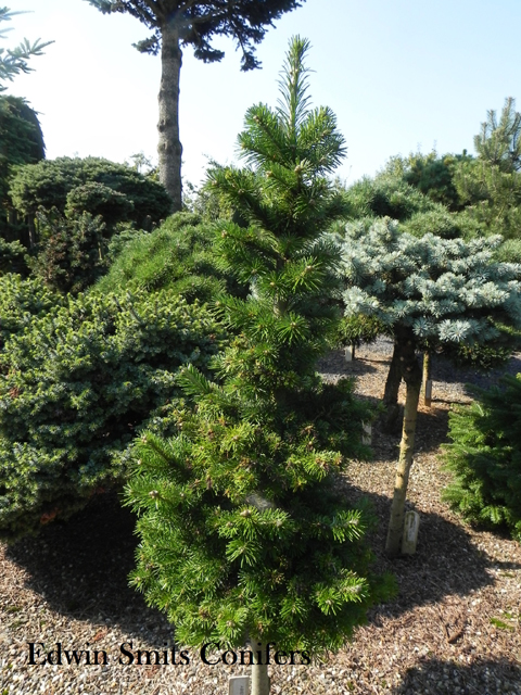 Abies sibirica 'Ardo'