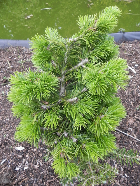 Abies sibirica 'Austerlitz (# 04)