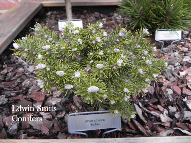 Abies sibirica 'Baikal'