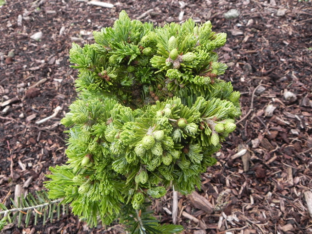 Abies sibirica 'Katerina (# 018)