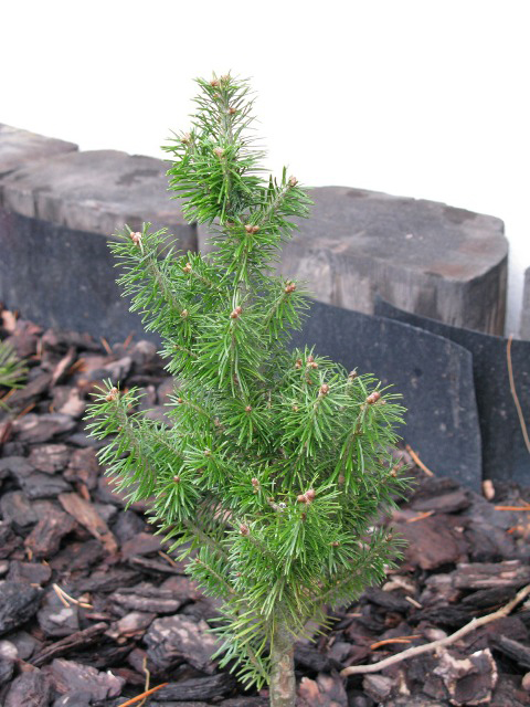 Abies sibirica 'Lukasz' ('Łukasz')