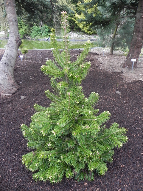 Abies sibirica 'Suncrest'