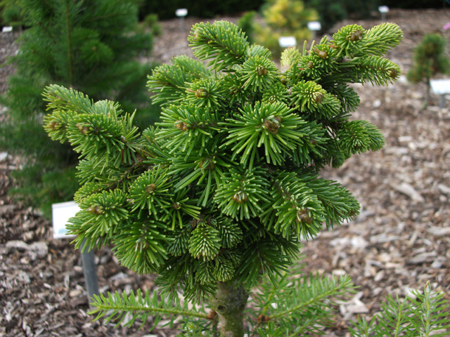 Abies sibirica 'Taiga'