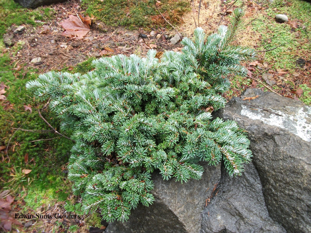 Abies veitchii 'Rumburk'