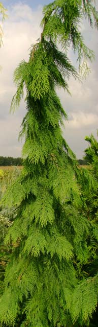 Chamaecyparis lawsoniana 'Filip's Tearfull'