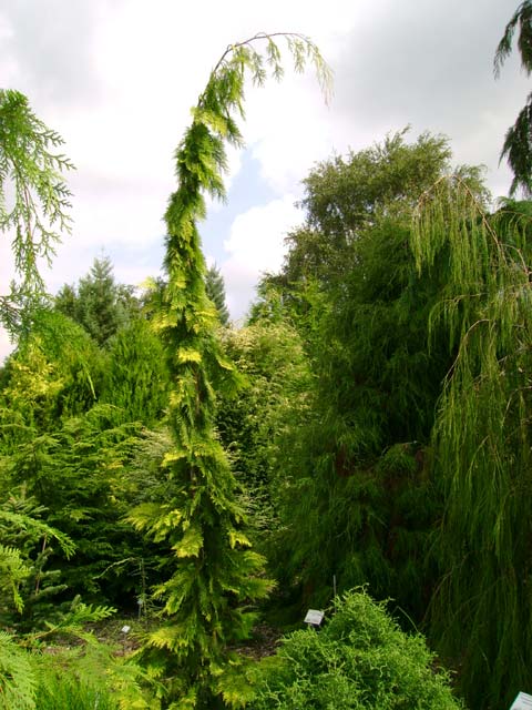 Chamaecyparis lawsoniana 'Filip's Golden Tears'