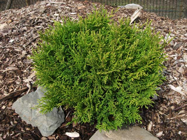 Chamaecyparis pisifera 'Filip's Happy Day'