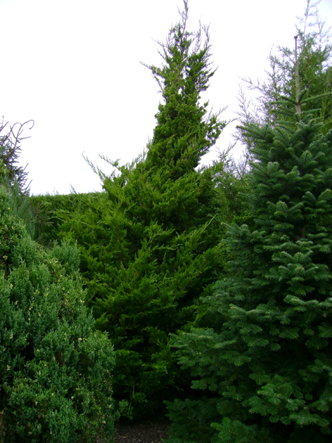 Juniperus chinensis 'Kaizuka' (Torulosa)