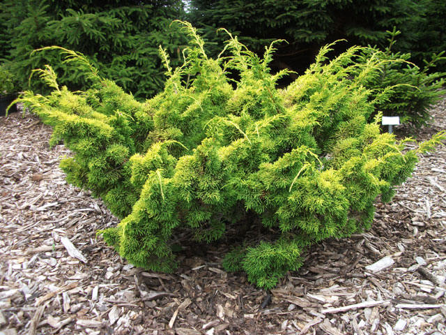 Juniperus chinensis 'Plumosa Aurea'