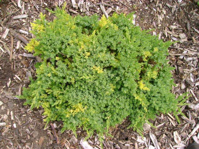 Juniperus procumbens 'Filip's Goldfield'