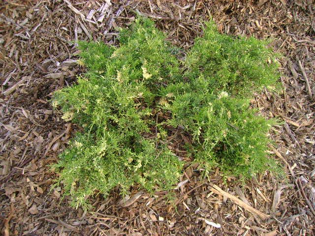 Juniperus virginiana 'Filip's Snowdance'