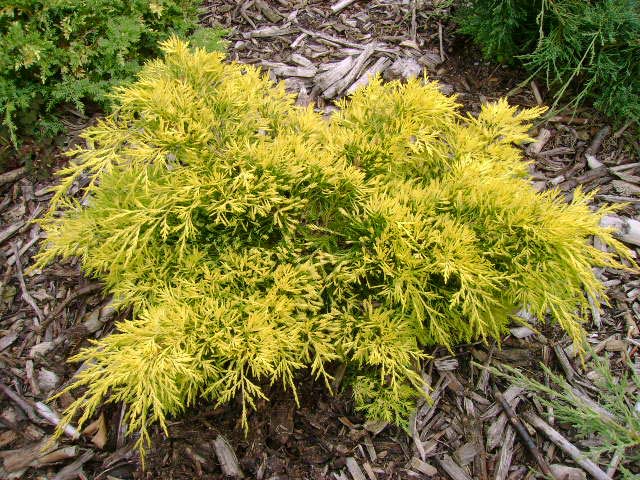 Juniperus pfitzeriana (x) 'King of Spring'