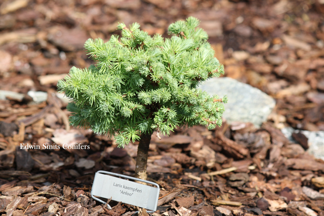 Larix kaempferi 'Anloo'